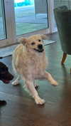 livvy_gymnast Altpins Profile Picture