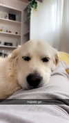 livvy_gymnast Altpins Profile Picture