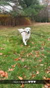 livvy_gymnast Altpins Profile Picture