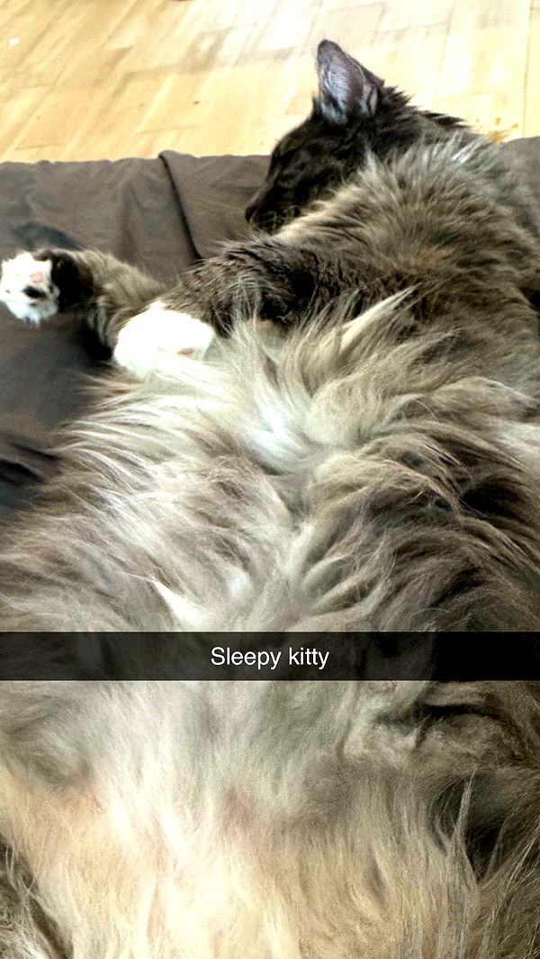 lyssaurora image ~ Altpins