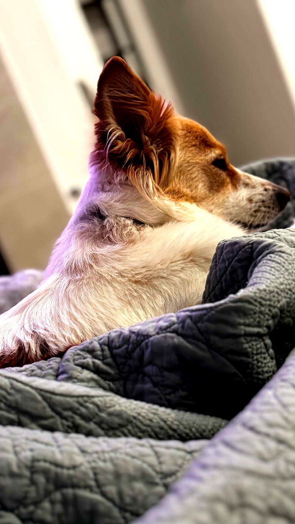 lyssaurora image ~ Altpins