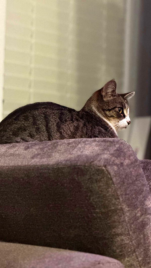 lyssaurora image ~ Altpins