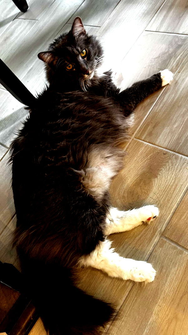 lyssaurora image ~ Altpins