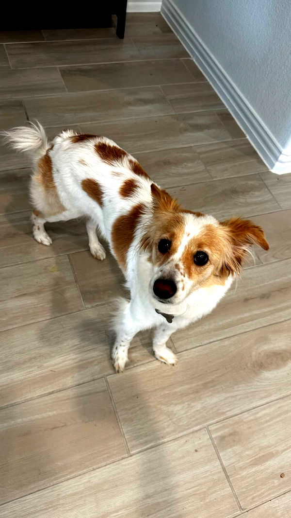 lyssaurora image ~ Altpins