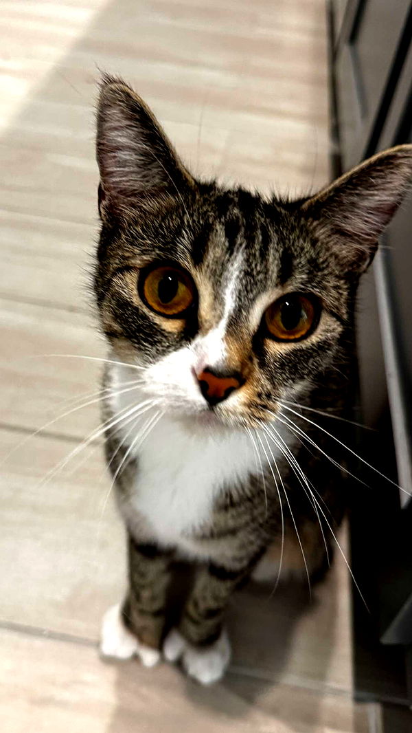 lyssaurora image ~ Altpins