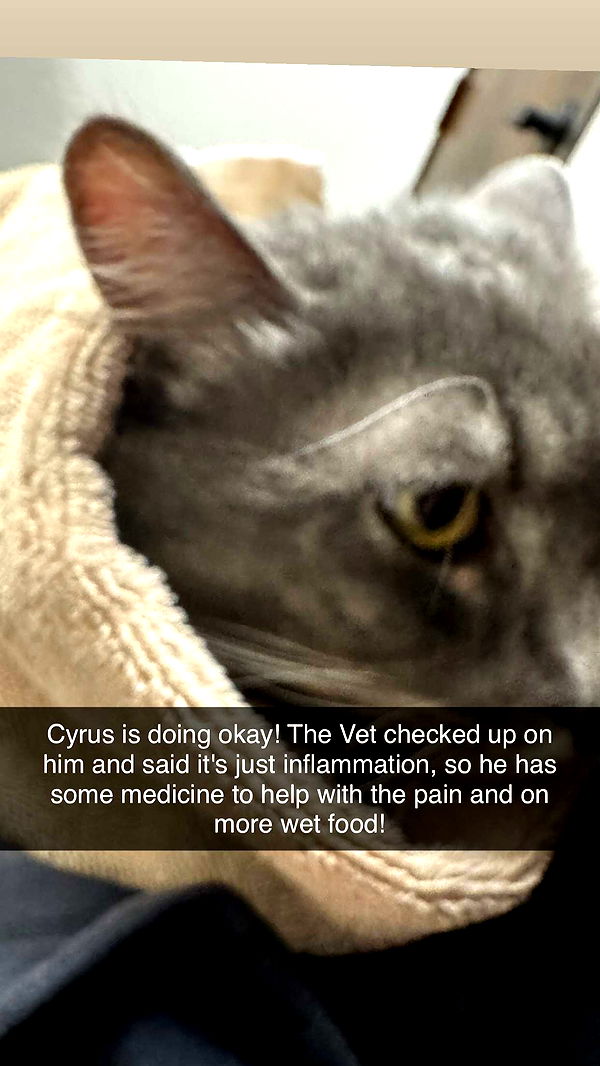 lyssaurora image ~ Altpins