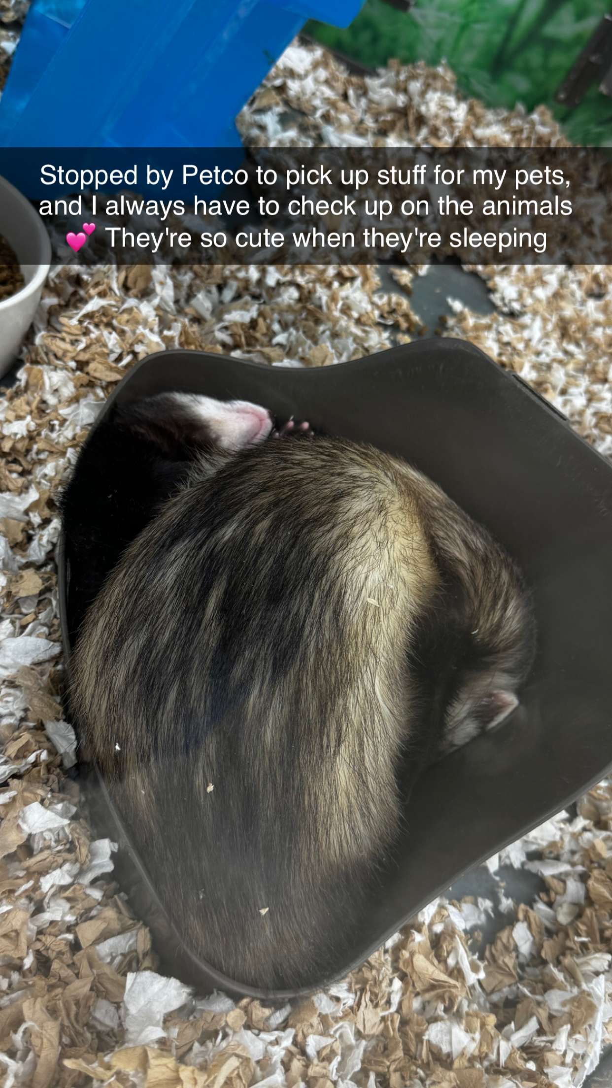 lyssaurora snapchat image archive image