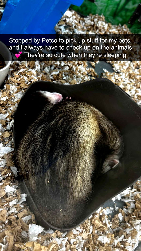 lyssaurora image ~ Altpins