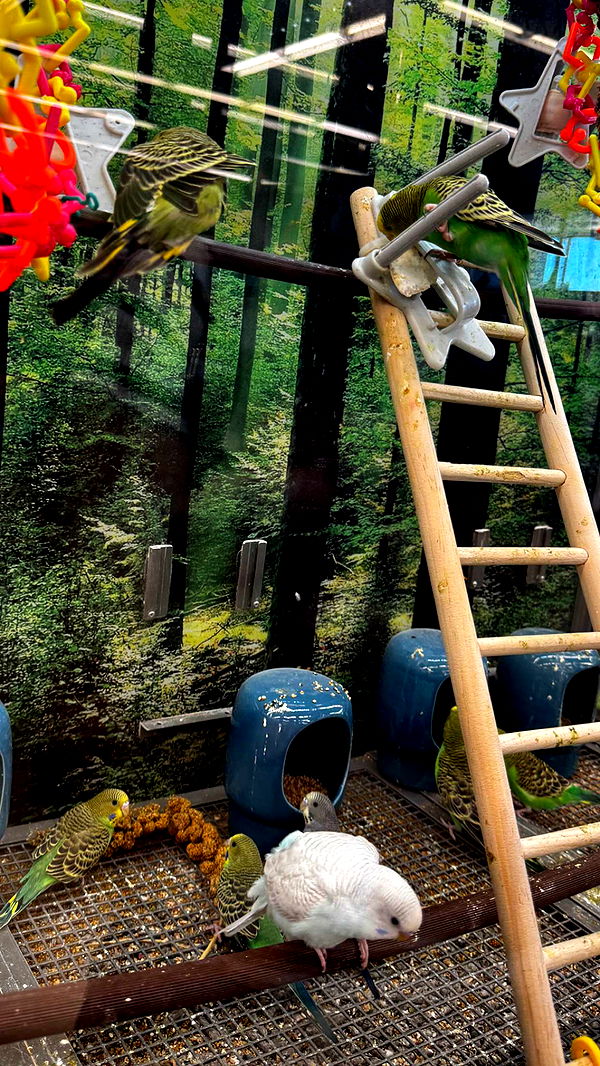 lyssaurora image ~ Altpins