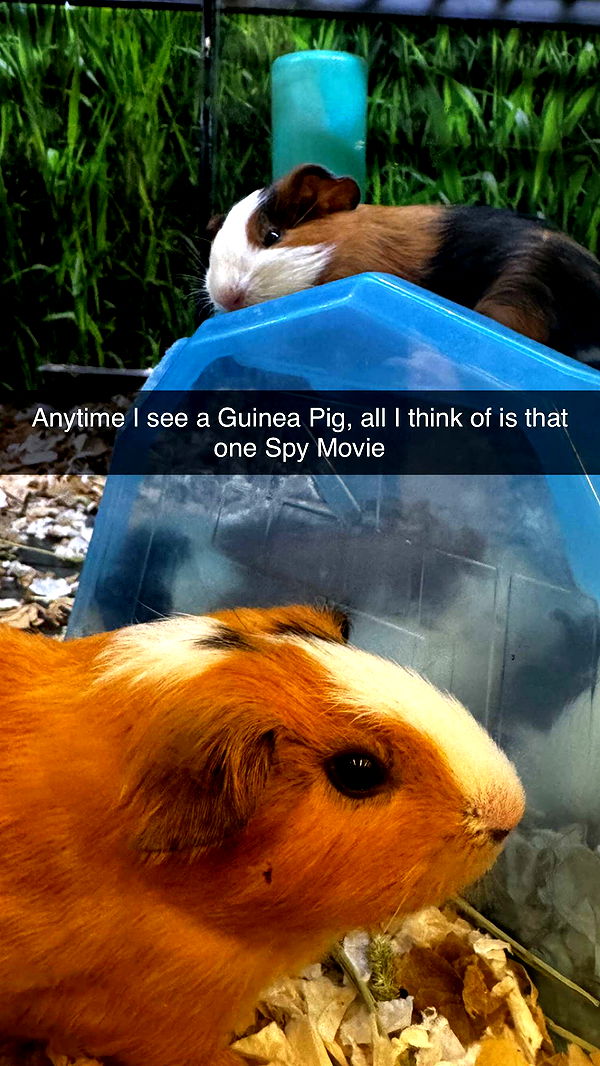 lyssaurora image ~ Altpins