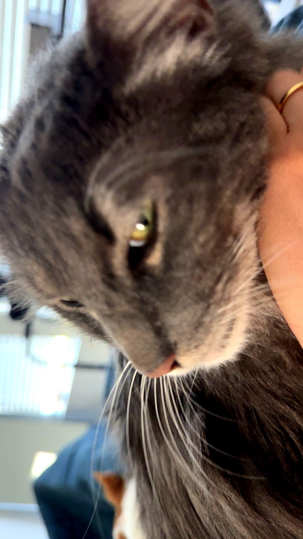 lyssaurora image ~ Altpins