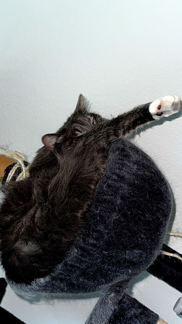 lyssaurora image ~ Altpins