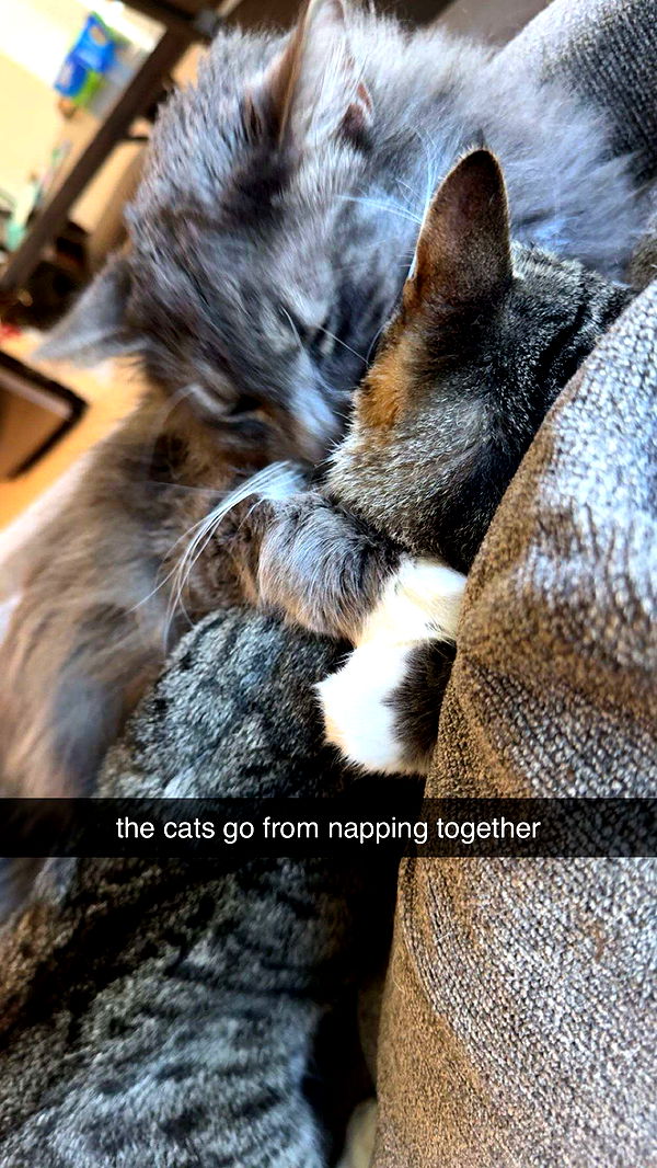 lyssaurora image ~ Altpins