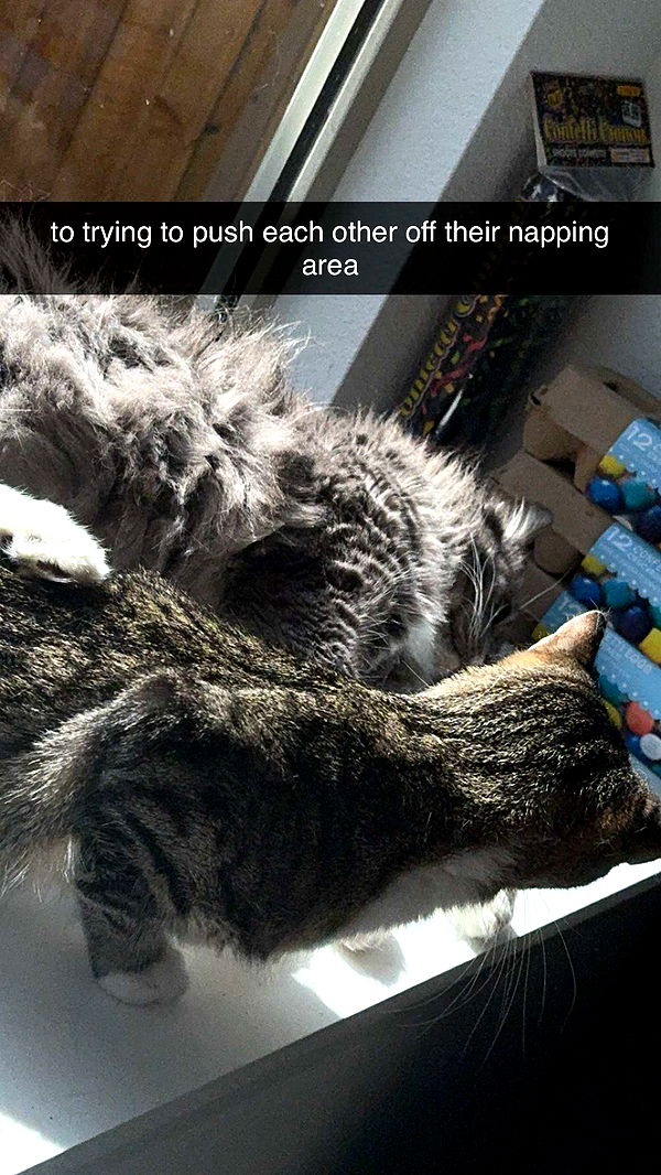 lyssaurora image ~ Altpins