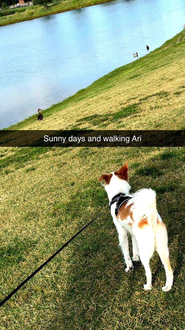 lyssaurora image ~ Altpins