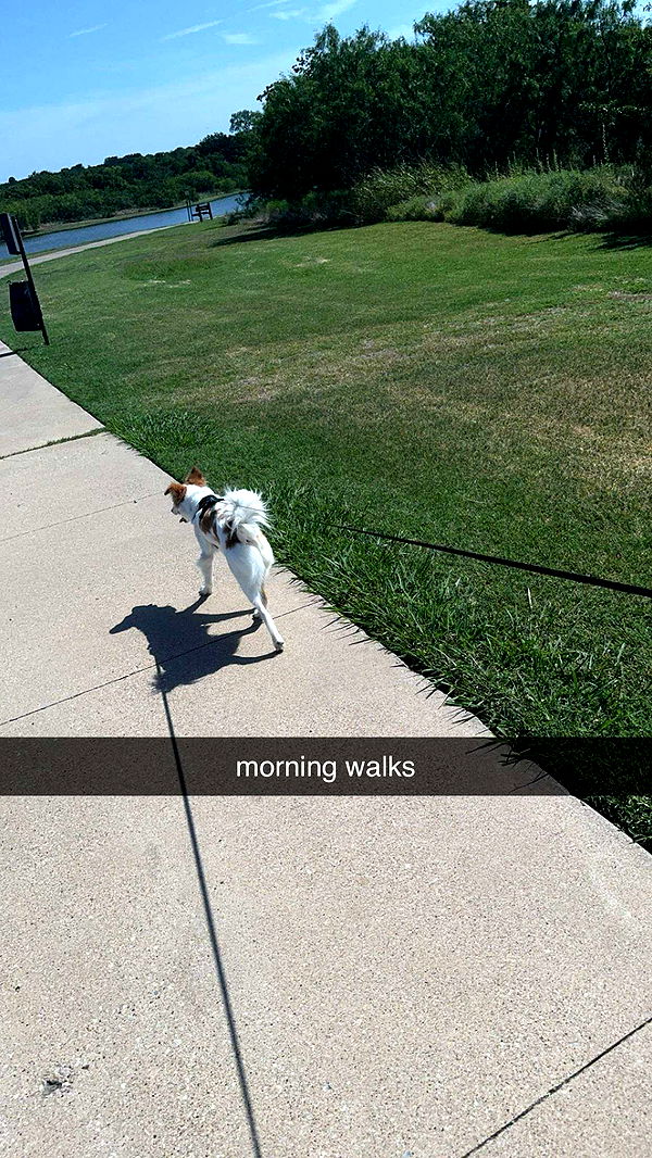 lyssaurora image ~ Altpins