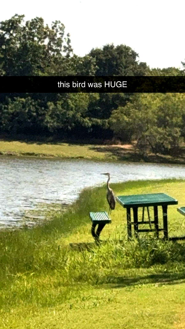 lyssaurora image ~ Altpins