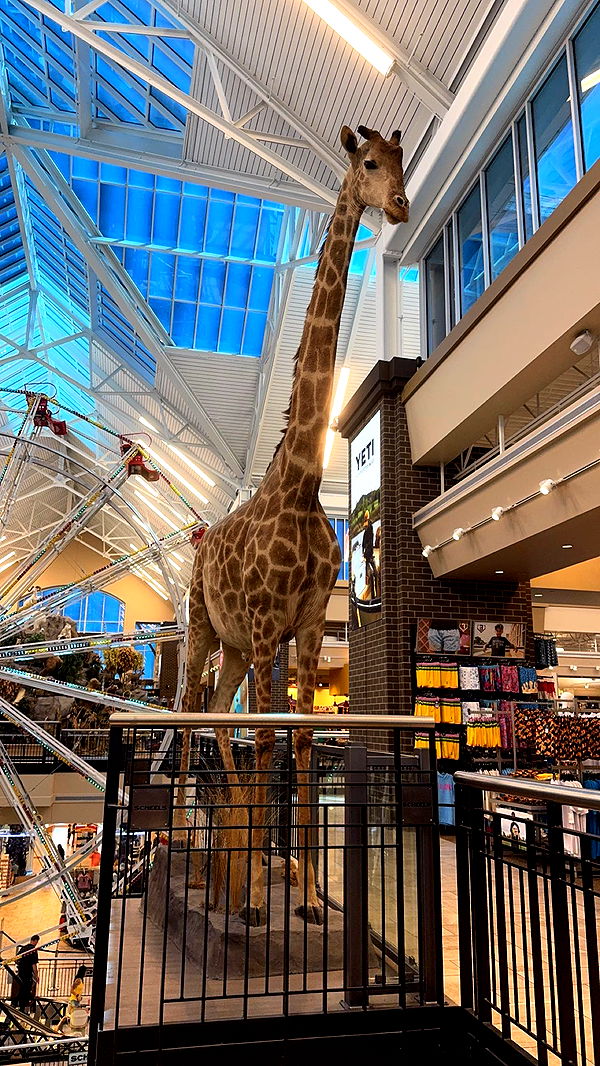 lyssaurora image ~ Altpins