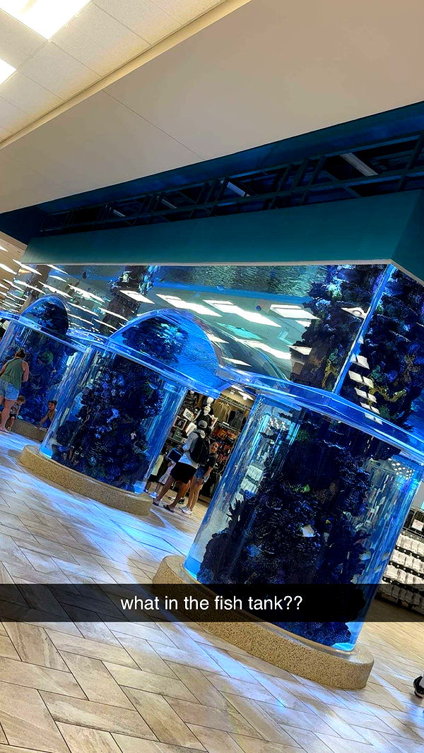 lyssaurora image ~ Altpins