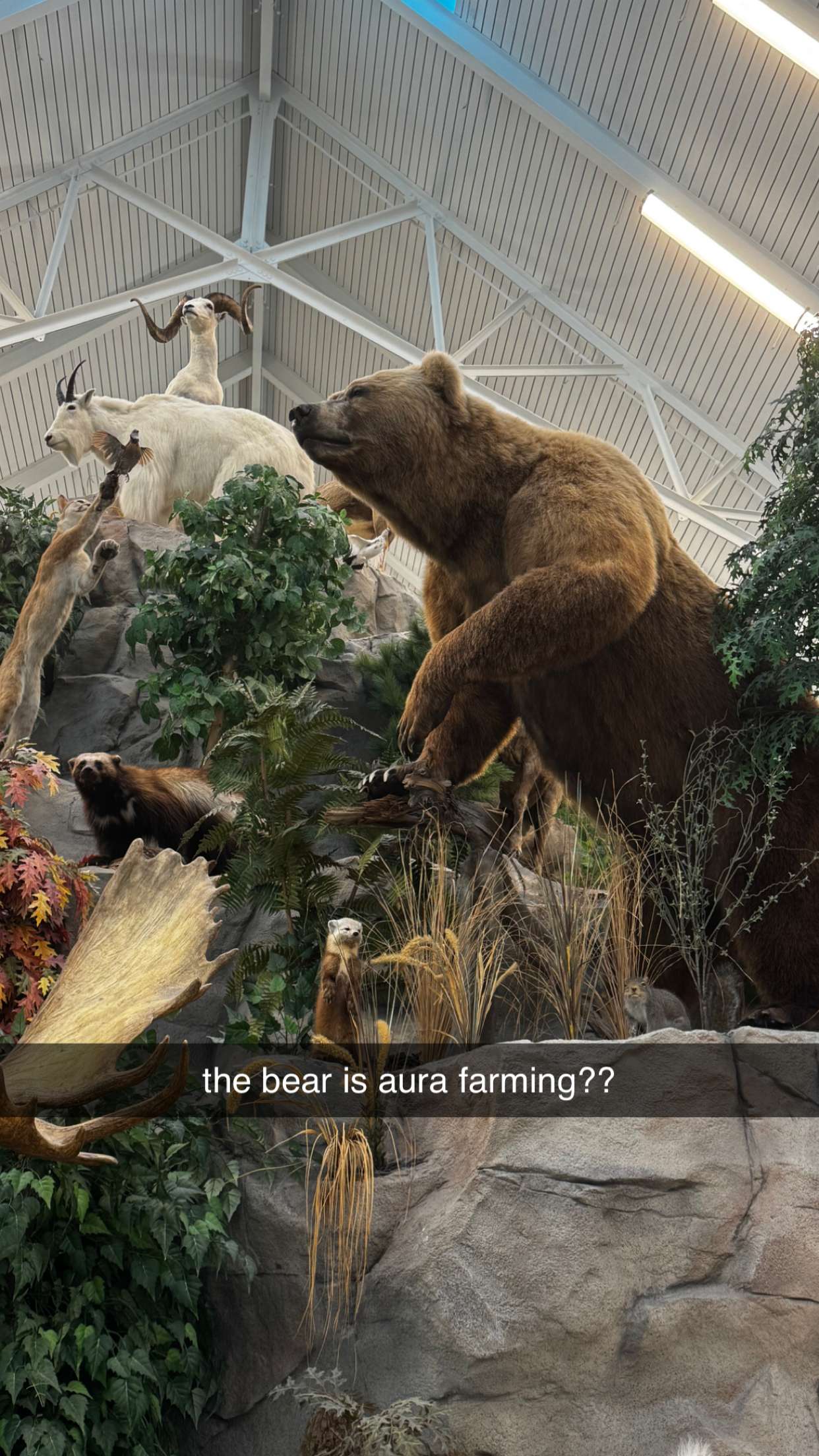 lyssaurora snapchat image archive image