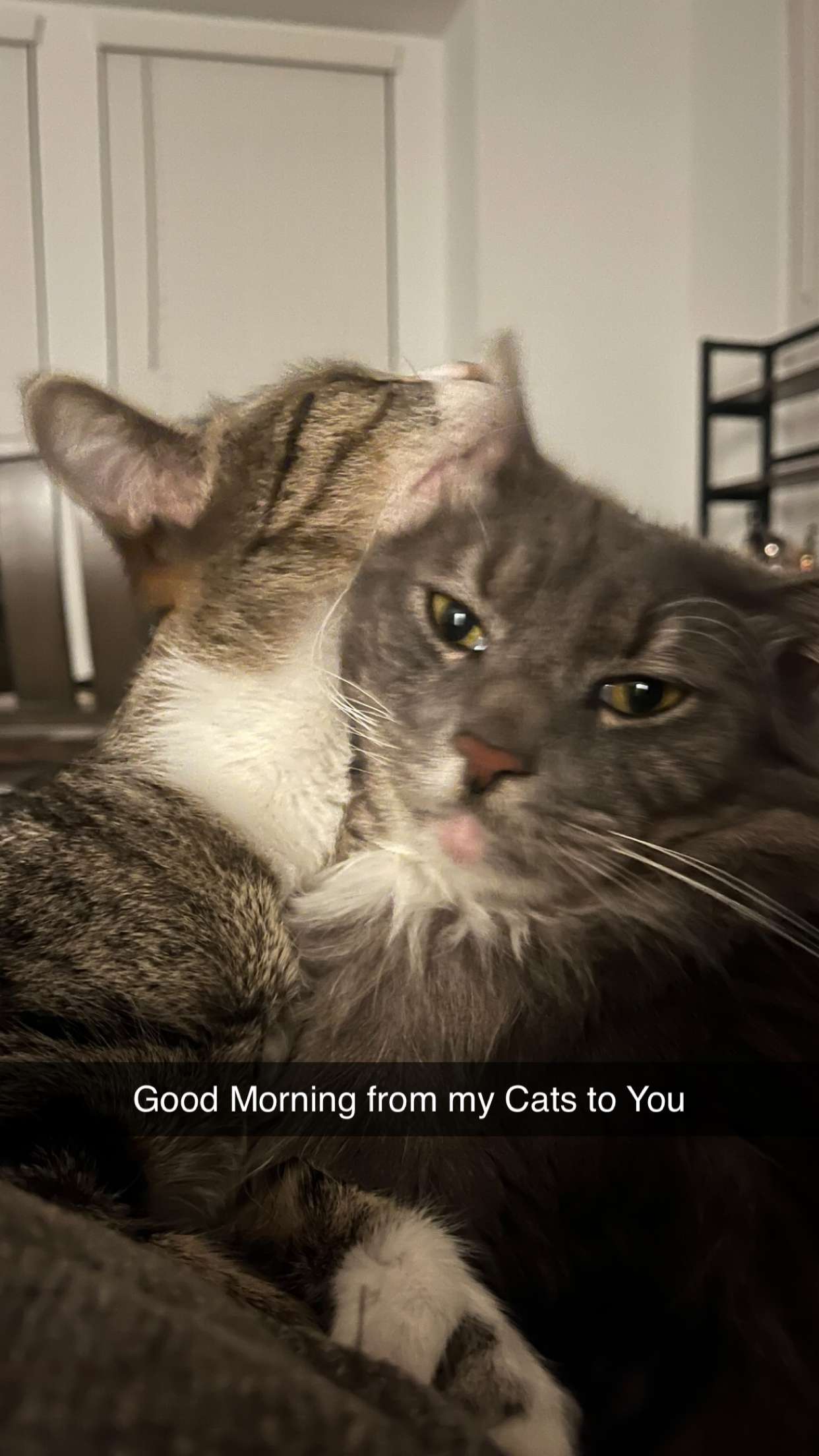 lyssaurora snapchat image archive image