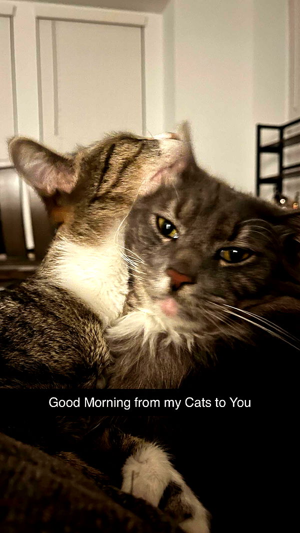 lyssaurora image ~ Altpins