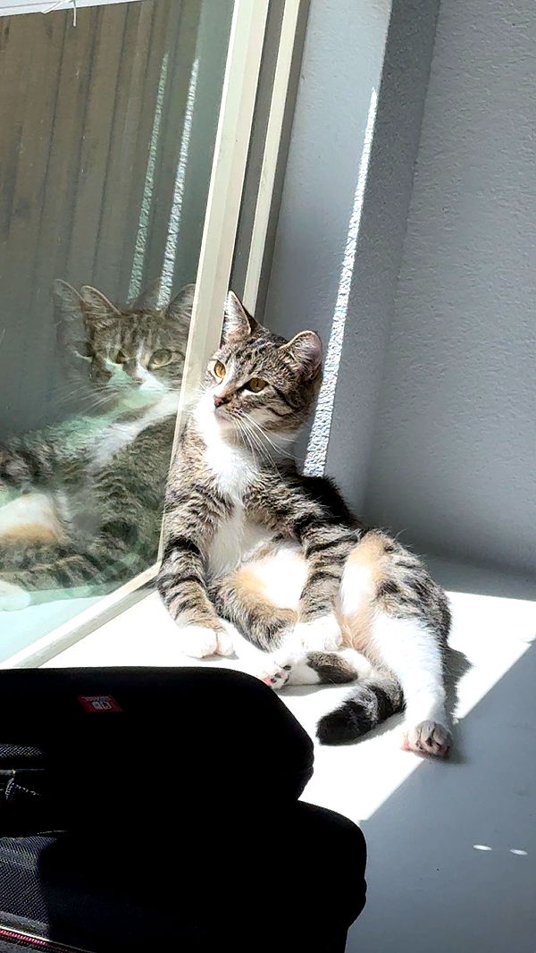 lyssaurora image ~ Altpins