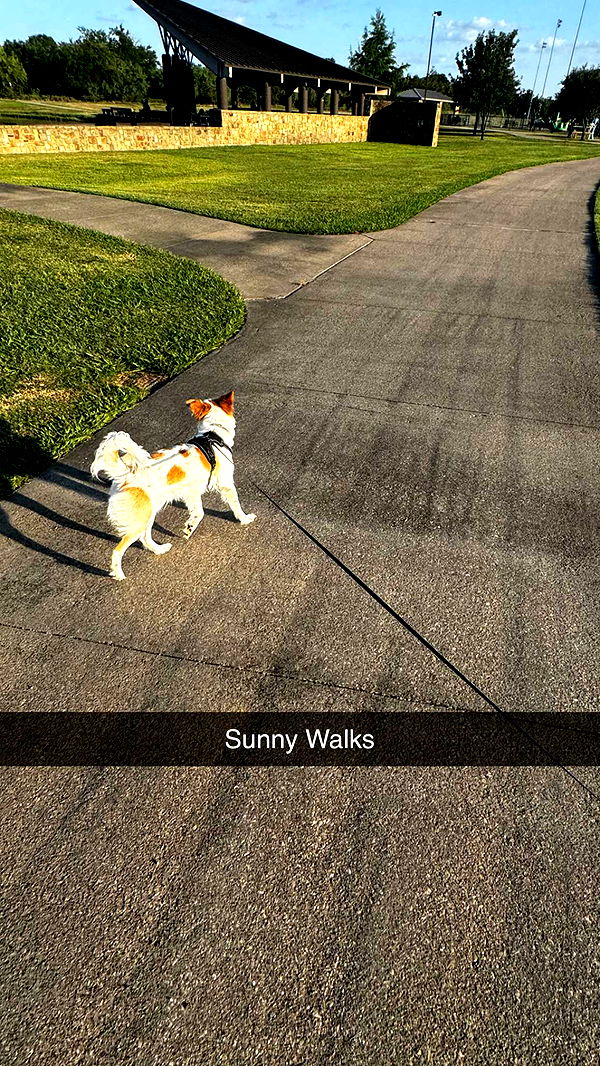 lyssaurora image ~ Altpins