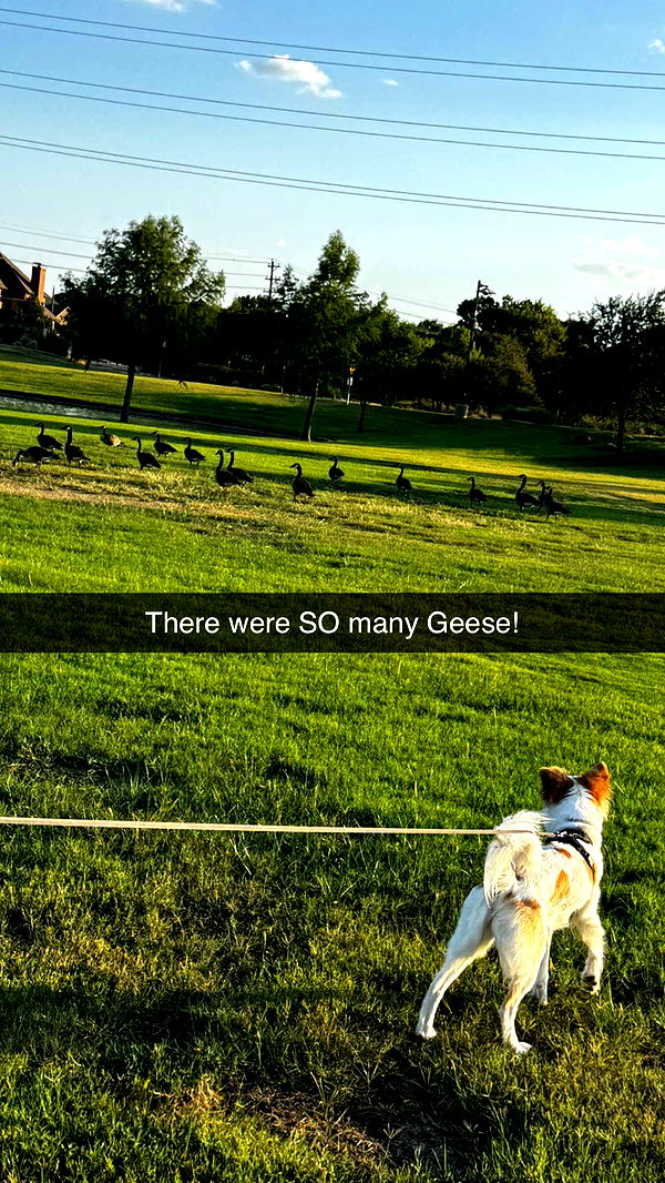 lyssaurora image ~ Altpins