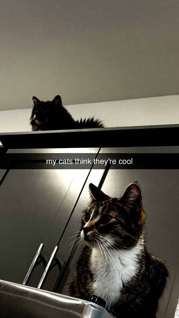 lyssaurora image ~ Altpins