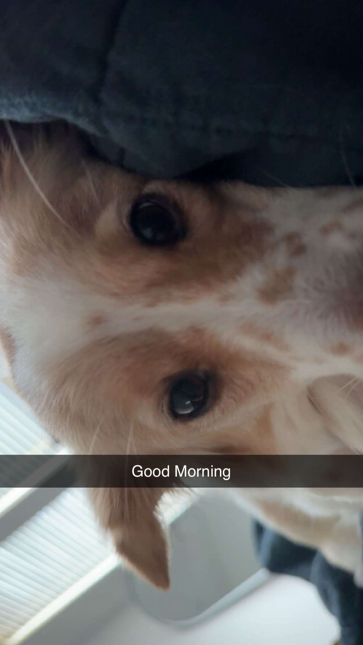 lyssaurora snapchat image archive image