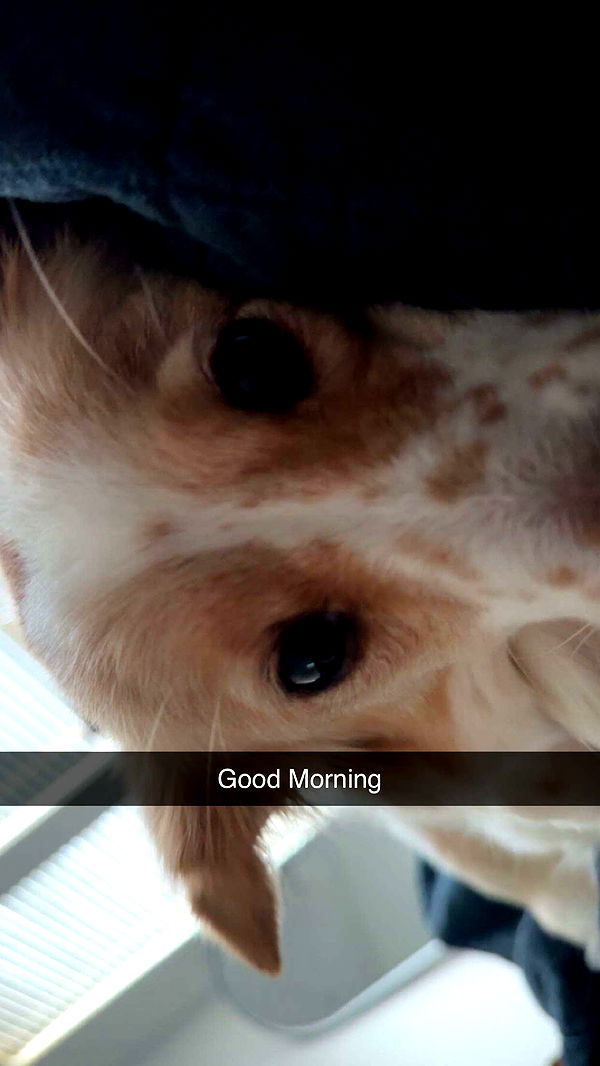 lyssaurora image ~ Altpins