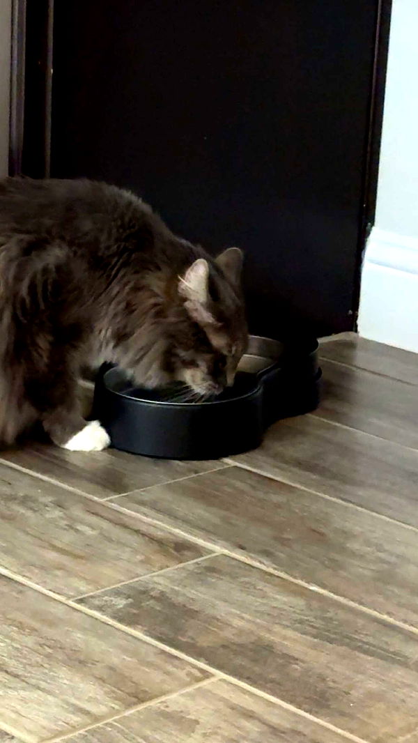 lyssaurora image ~ Altpins