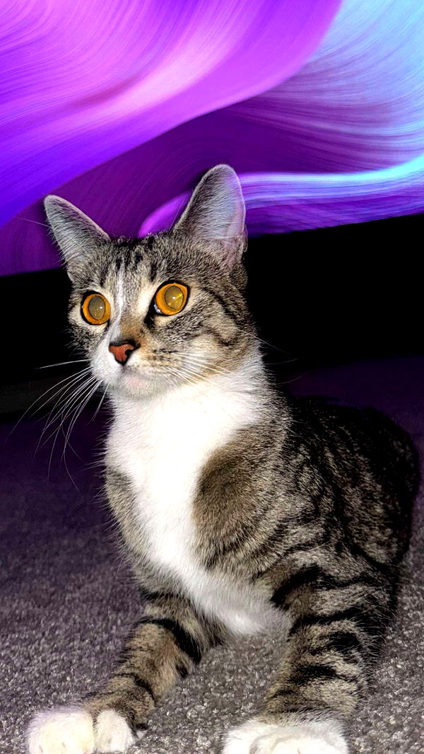 lyssaurora image ~ Altpins