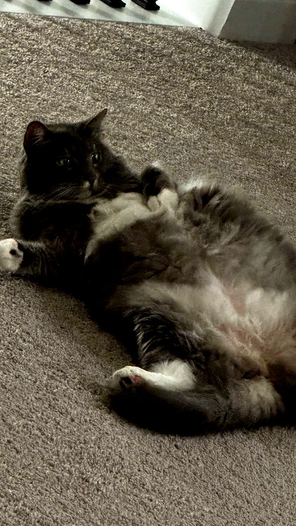 lyssaurora image ~ Altpins