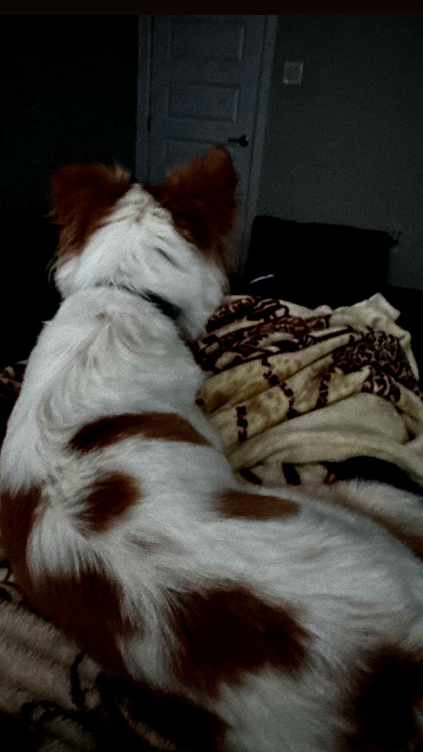 lyssaurora image ~ Altpins