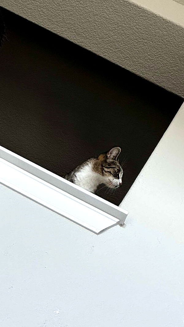 lyssaurora image ~ Altpins