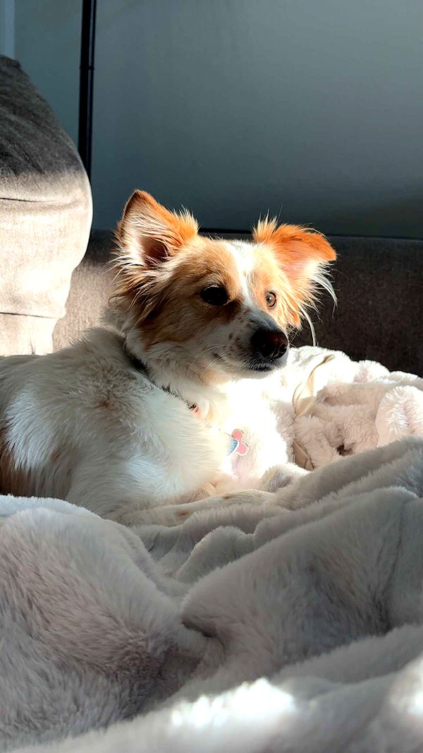 lyssaurora image ~ Altpins