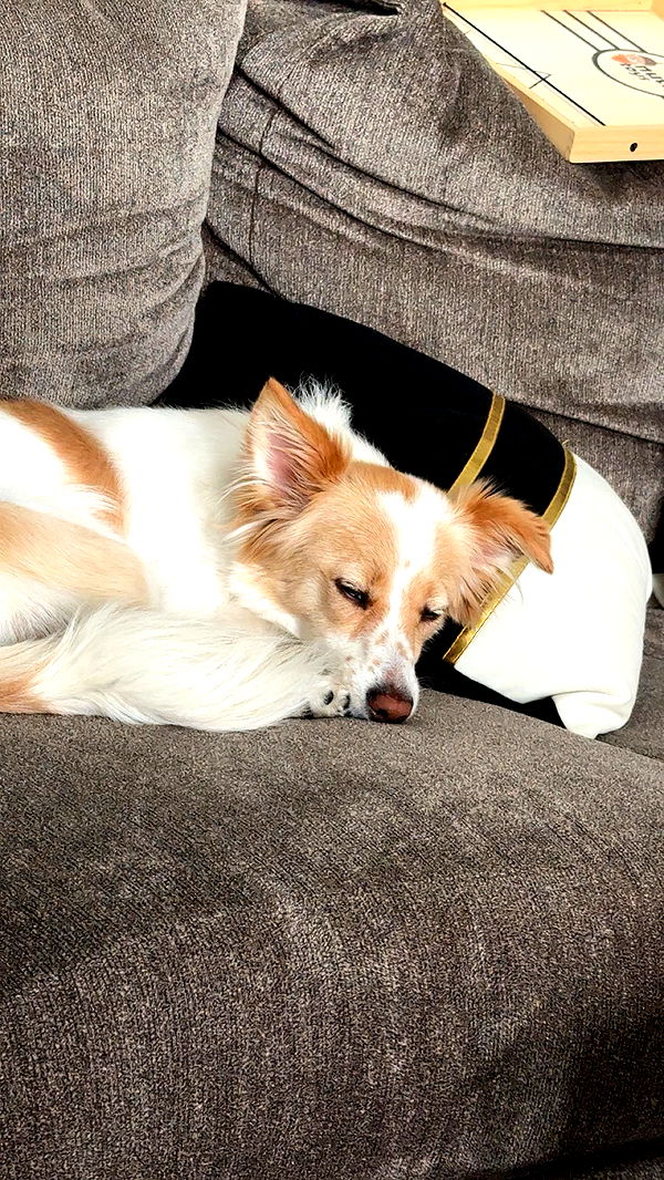 lyssaurora image ~ Altpins