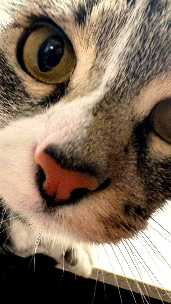 lyssaurora image ~ Altpins