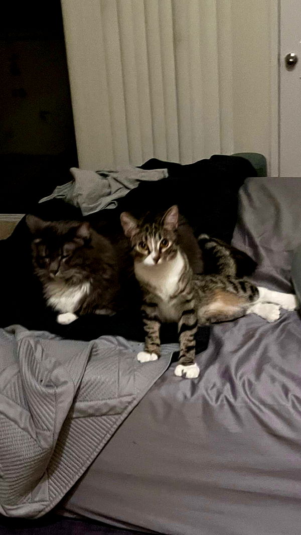 lyssaurora image ~ Altpins