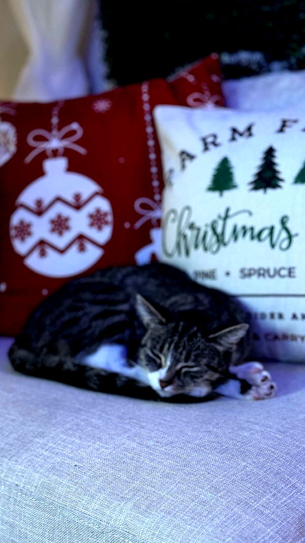 lyssaurora image ~ Altpins