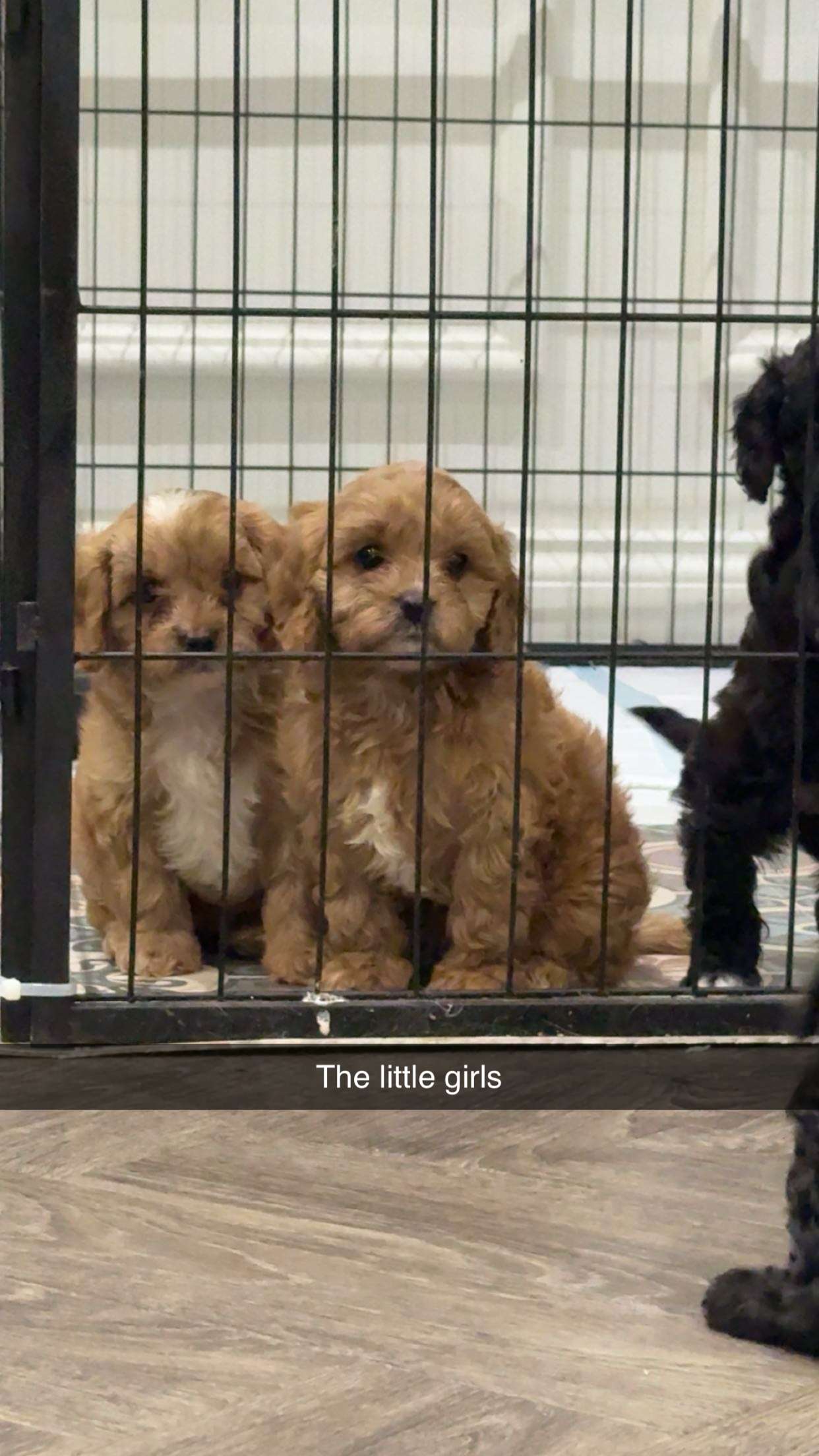 maddietaggx snapchat image archive image