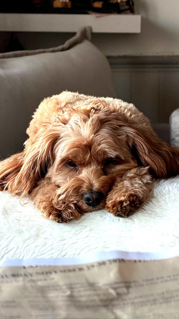 maddietaggx image ~ Altpins