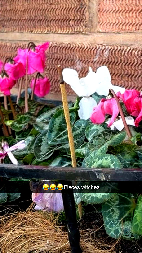 maddietaggx image ~ Altpins