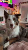 maddybelletv Altpins Profile Picture