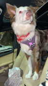 maddybelletv Altpins Profile Picture