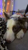 maddybelletv Altpins Profile Picture