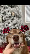 maddybelletv Altpins Profile Picture