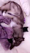 maddybelletv Altpins Profile Picture